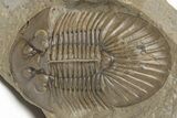 Scabriscutellum Trilobite With Axial Spines - Morocco #210735-1